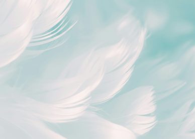 White Feathers Cool Simple Backgrounds Abstract QHD Free Download - HD Wallpapers Backgrounds Images